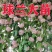球兰盆栽花苗花园植物多年生木本花卉庭院爬藤花卉藤