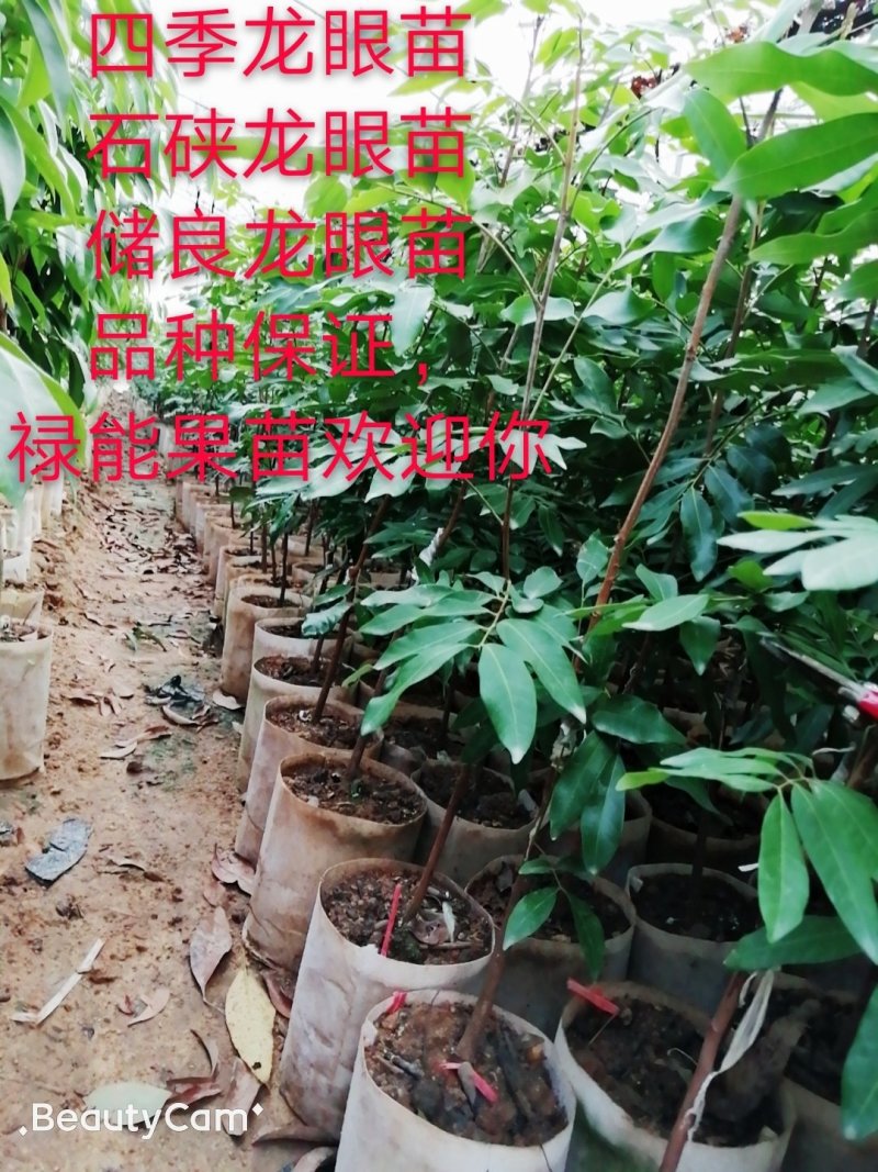 龙眼苗四季龙眼苗石硖龙眼苗储良龙眼苗欢迎实地考察