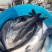 长期大量供应批发精品鲫鱼，成品鱼，包新鲜，包质量，包运输
