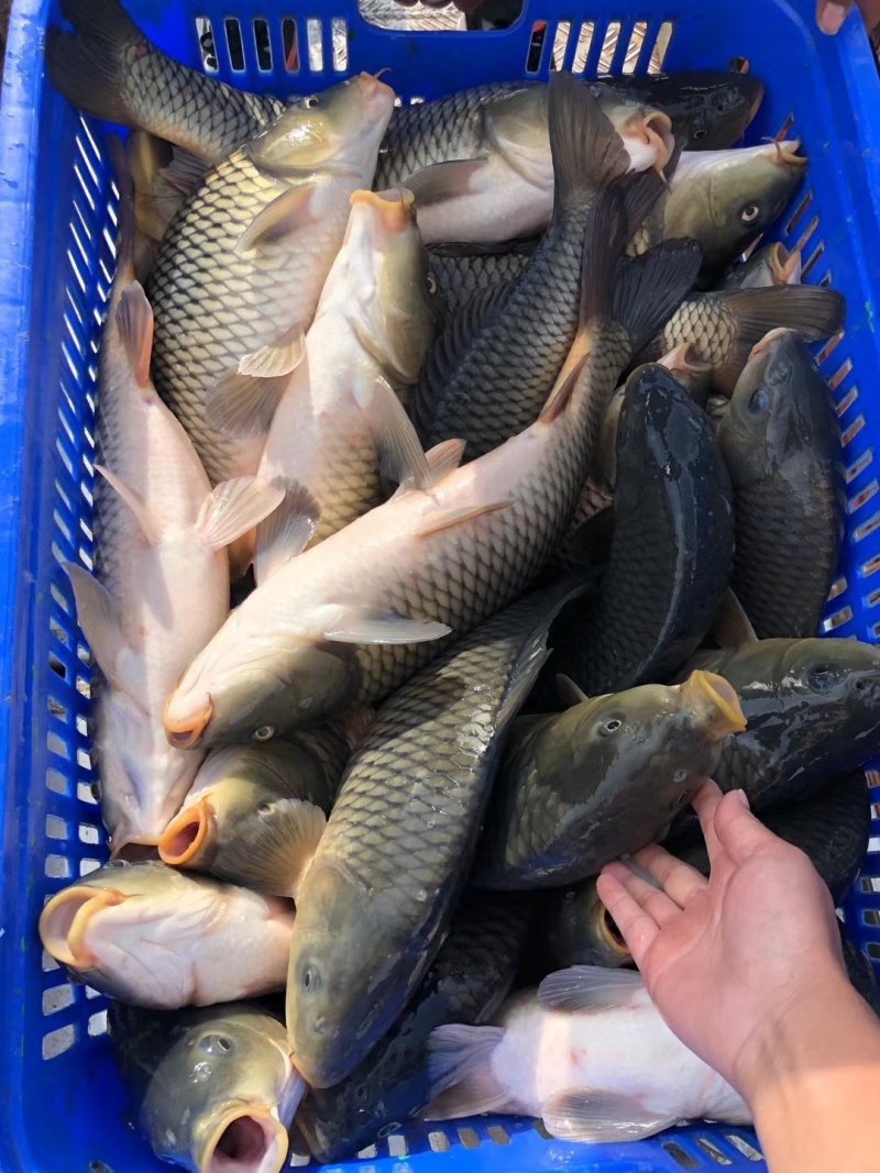 长期大量供应批发精品鲫鱼，成品鱼，包新鲜，包质量，包运输