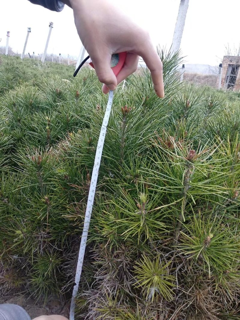 营养袋白皮松，白皮松容器苗，白皮松杯苗各种幼苗