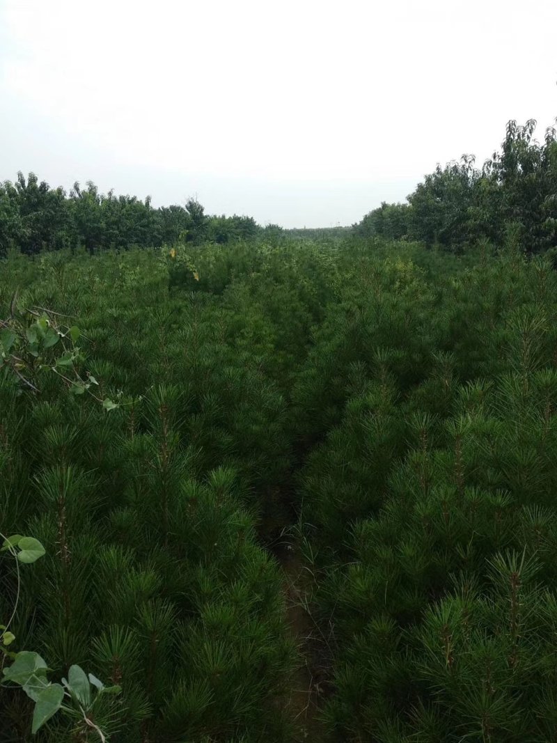 营养袋白皮松，白皮松容器苗，白皮松杯苗各种幼苗