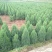 蜀桧，河南快，1.5蜀块，1.5米河南侩，2米蜀桧