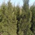 蜀桧，河南快，1.5蜀块，1.5米河南侩，2米蜀桧