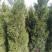 蜀桧，河南快，1.5蜀块，1.5米河南侩，2米蜀桧