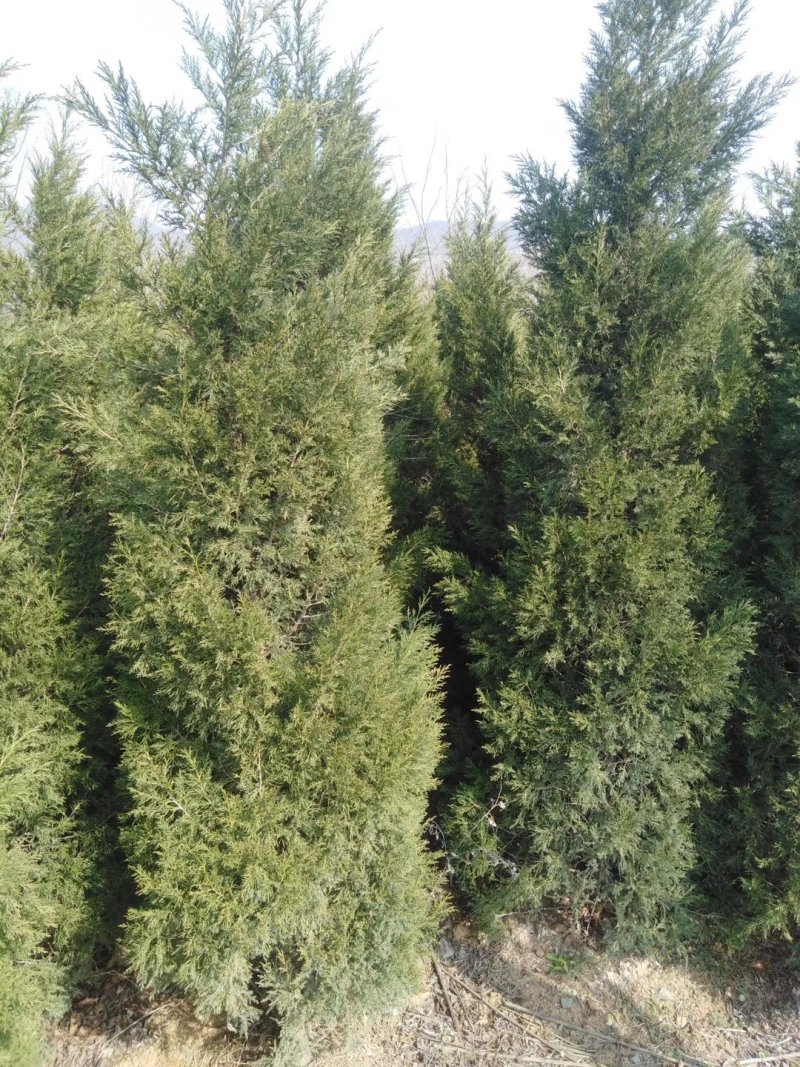 蜀桧，河南快，1.5蜀块，1.5米河南侩，2米蜀桧