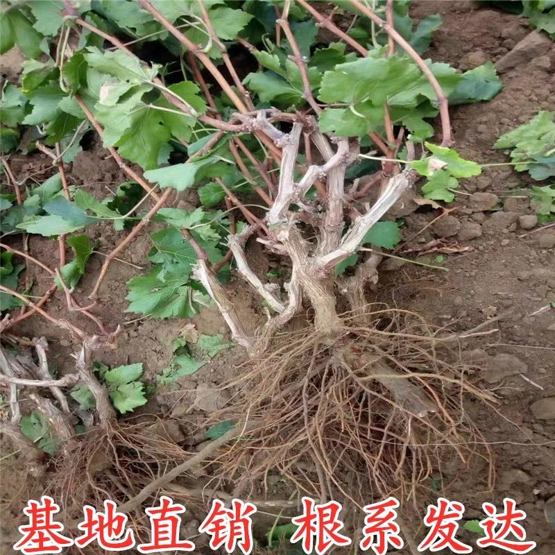 甜蜜蓝宝石葡萄苗品种纯正基地直销南北方种植