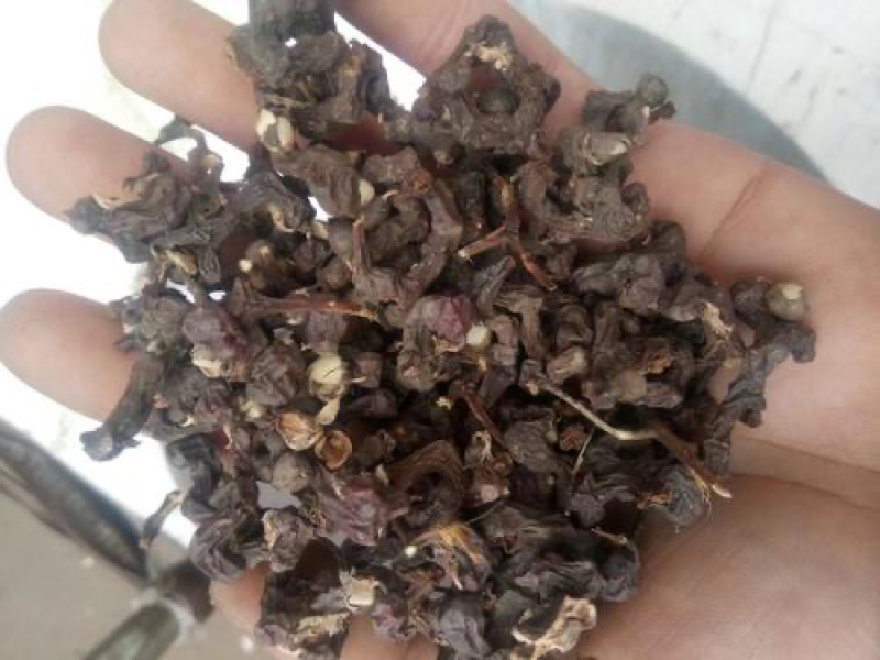 拐枣七枳椇子茶枳棋子金钩子万寿果农家初选