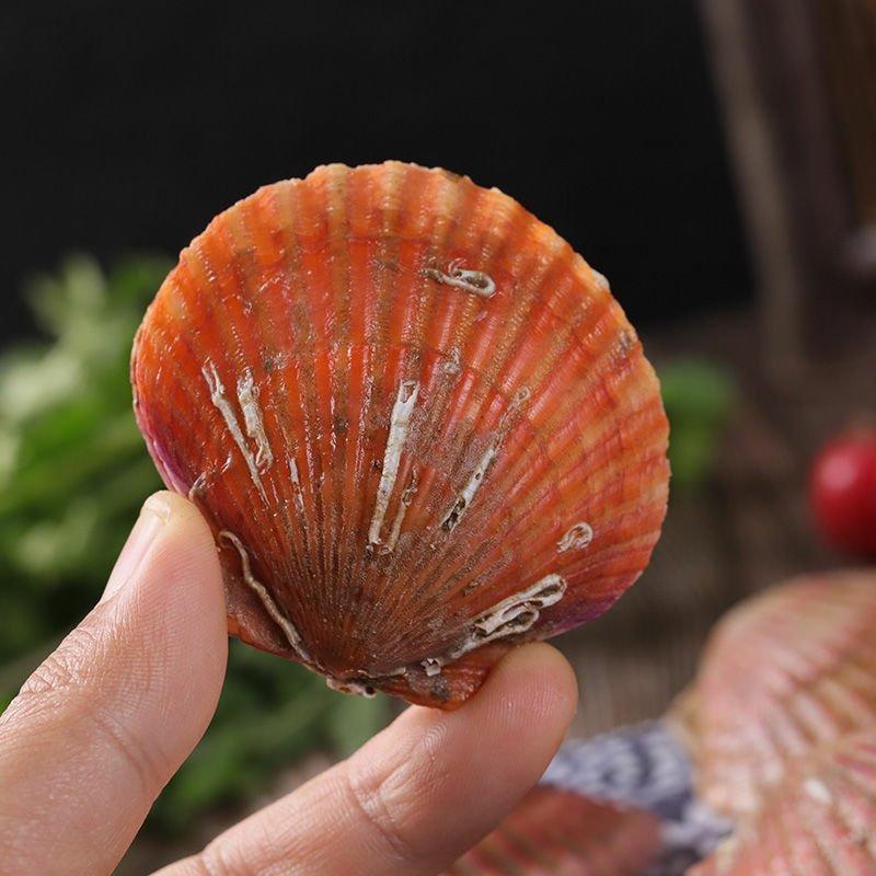 扇贝鲜活新鲜带壳港湾贝现捞海鲜水产贝类小红贝