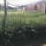 秃杉袋苗（无纺布袋，高30以上）