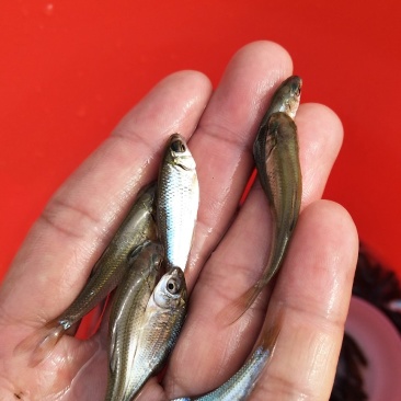土鲮鱼苗和水花养殖与销售，全国均可发货量大从优