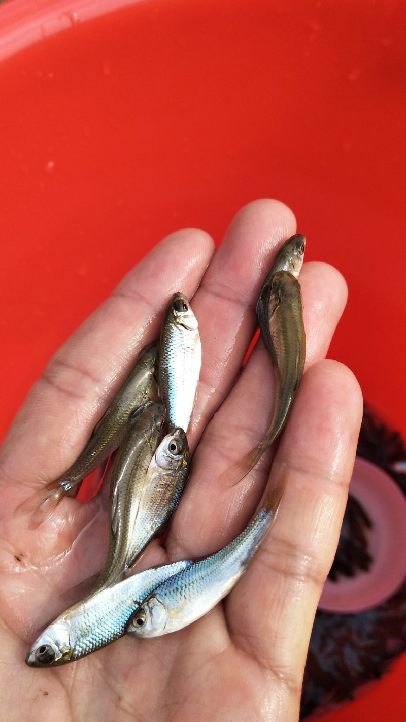 土鲮鱼苗和水花养殖与销售，全国均可发货量大从优