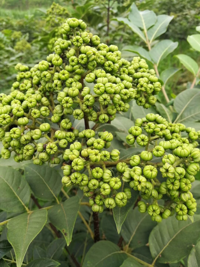 吴茱萸苗认真做出来的品质