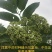 吴茱萸苗认真做出来的品质