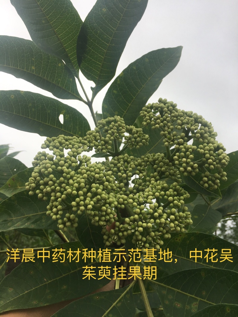 吴茱萸苗认真做出来的品质