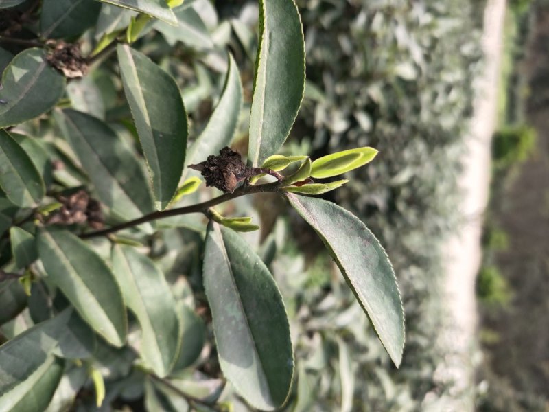 安吉白茶，手工碧螺春，雀舌，竹叶青，红茶，青山绿水