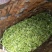 安吉白茶，手工碧螺春，雀舌，竹叶青，红茶，青山绿水