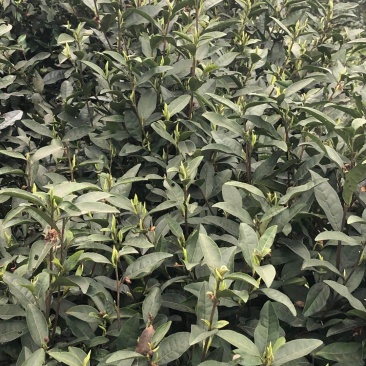 安吉白茶，手工碧螺春，雀舌，竹叶青，红茶，青山绿水