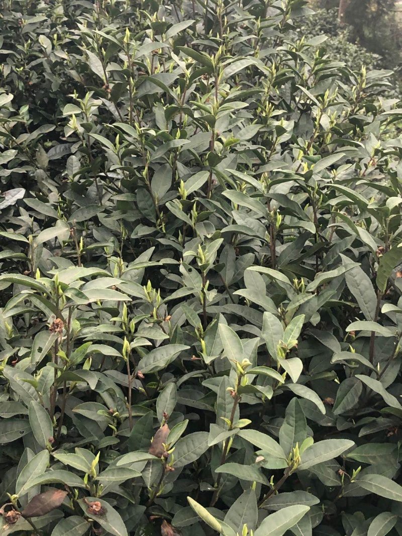 安吉白茶，手工碧螺春，雀舌，竹叶青，红茶，青山绿水