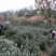 安吉白茶，手工碧螺春，雀舌，竹叶青，红茶，青山绿水