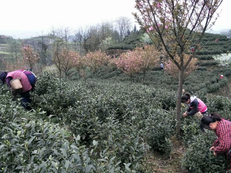 安吉白茶，手工碧螺春，雀舌，竹叶青，红茶，青山绿水
