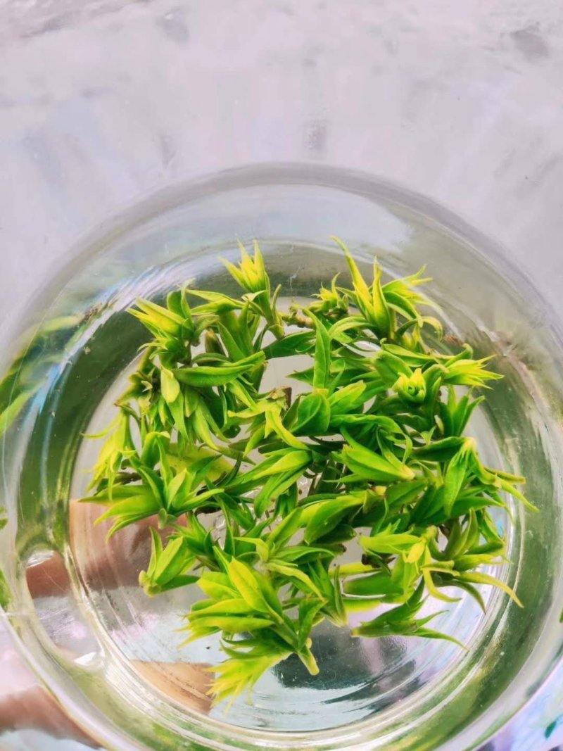 安吉白茶，手工碧螺春，雀舌，竹叶青，红茶，青山绿水