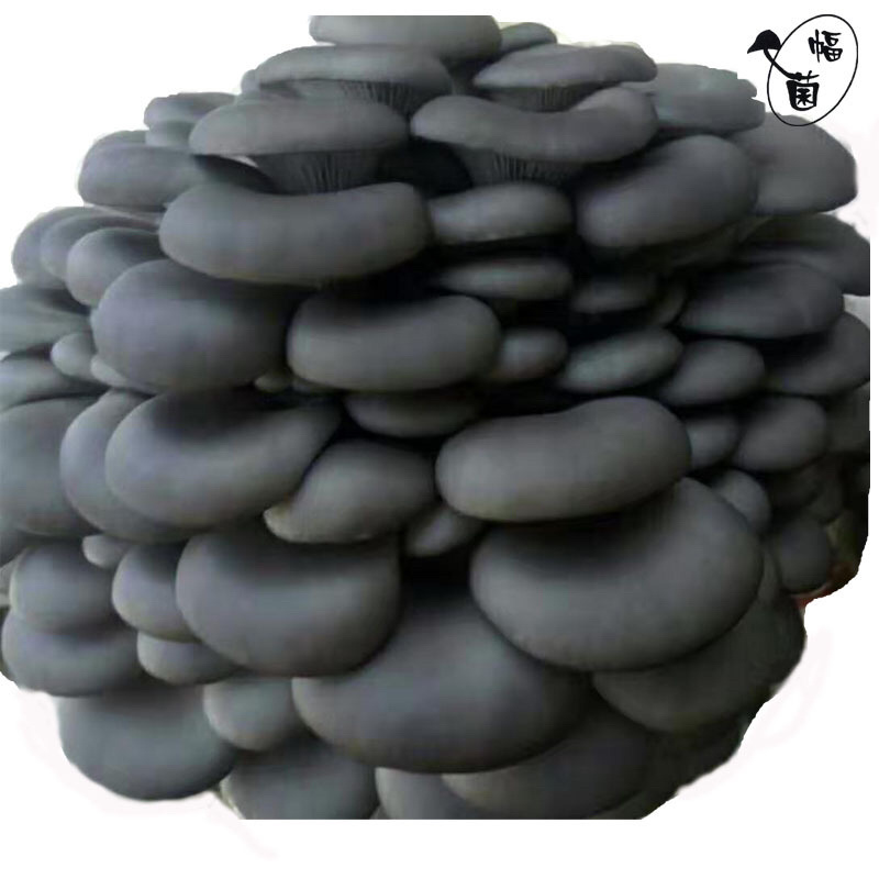 套环新鲜灰平菇食用菌蘑菇种菌灰黑平菇鲜蘑菇包汤