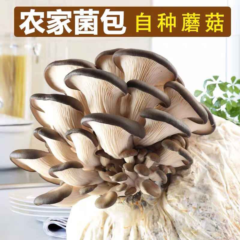 套环新鲜灰平菇食用菌蘑菇种菌灰黑平菇鲜蘑菇包汤