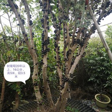 台湾嘉宝果沙巴1米以上实生苗移植袋苗容器苗