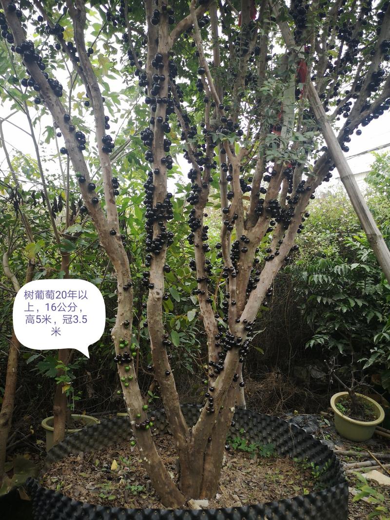 台湾嘉宝果沙巴1米以上实生苗移植袋苗容器苗