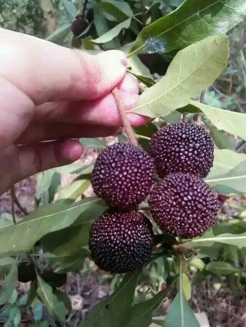 特早杨梅，颗粒大，大小均匀，口感好，产地直销