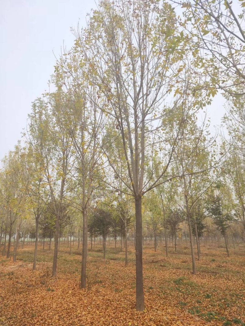 白蜡12公分15公分18公分