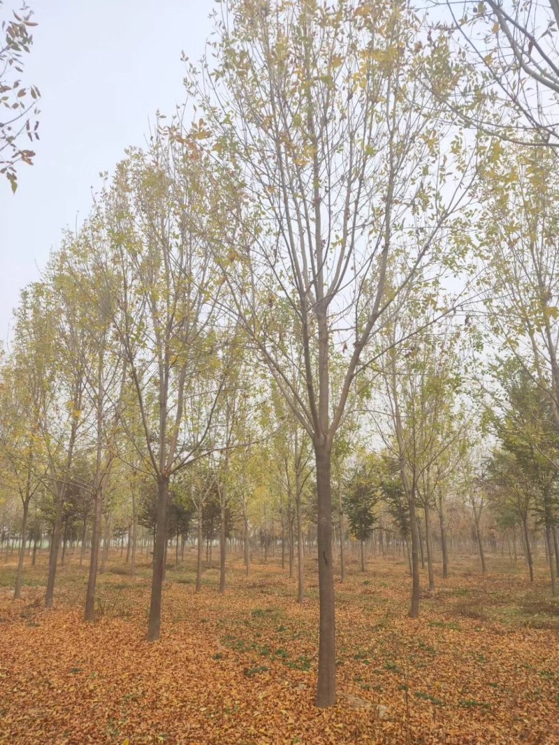 白蜡12公分15公分18公分