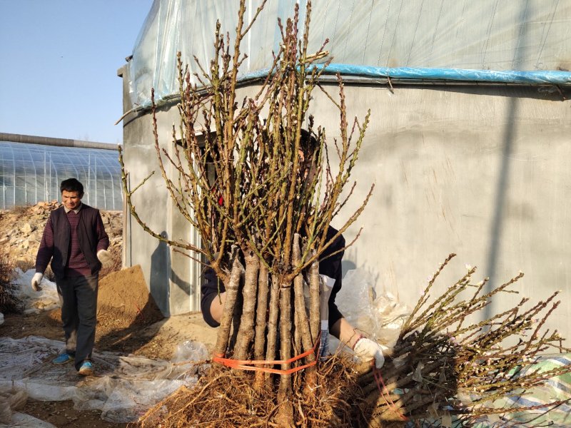 寿桃树苗寿星桃树苗桃梅花中华寿桃苗自家种植自家种植寿星