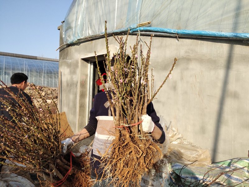 寿桃树苗寿星桃树苗桃梅花中华寿桃苗自家种植自家种植寿星