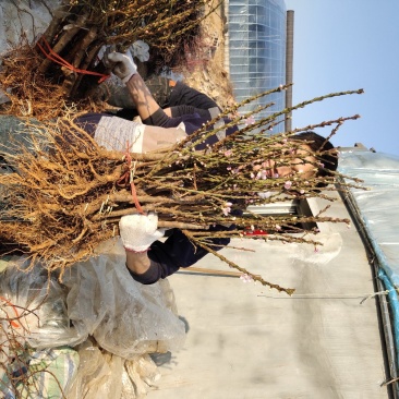 桃树苗水蜜桃苗黄桃寿桃盆栽地栽果树苗适应南方北方种植当年