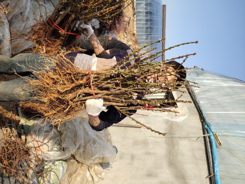 桃树苗水蜜桃苗黄桃寿桃盆栽地栽果树苗适应南方北方种植当年