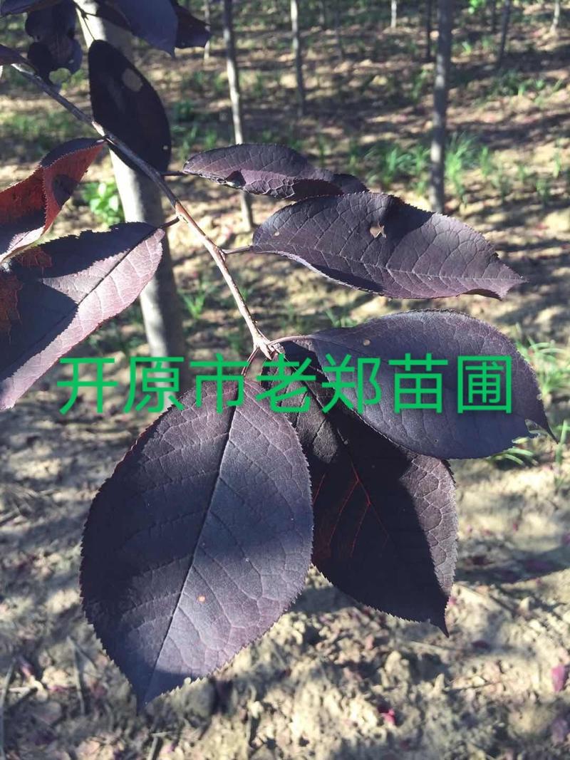 紫叶稠李园林绿化树苗彩叶工程用苗编织造型树规格全