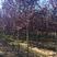 紫叶稠李园林绿化树苗彩叶工程用苗编织造型树规格全
