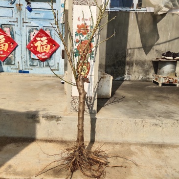 中华寿桃苗嫁接中华寿桃苗当年挂果当年种植当年挂果盆栽地栽