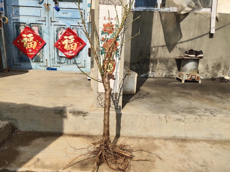 中华寿桃苗嫁接中华寿桃苗当年挂果当年种植当年挂果盆栽地栽