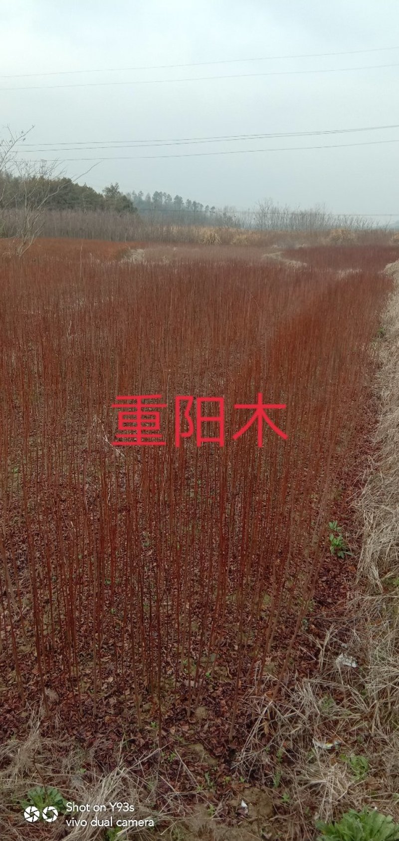 重阳木苗，九江诚信苗木欢迎全国各地老板来电咨询。