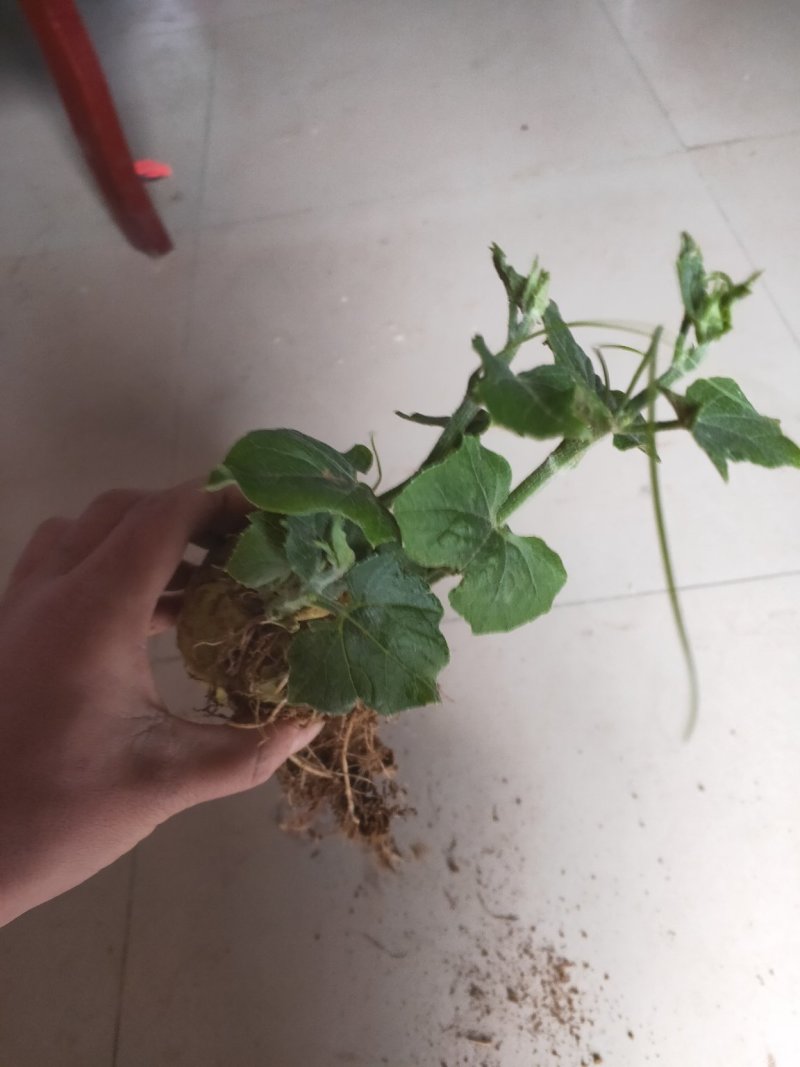 佛手瓜苗