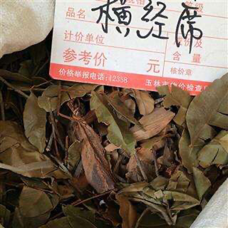 横茎席横经席跌打将军碎骨莲梳篦木横径席