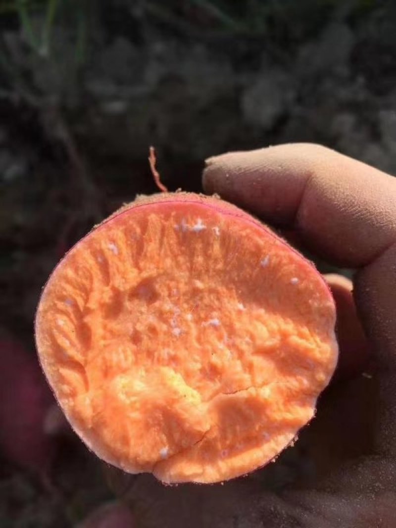 安徽北部大田剪苗西瓜红薯苗，脱毒薯苗原种级别