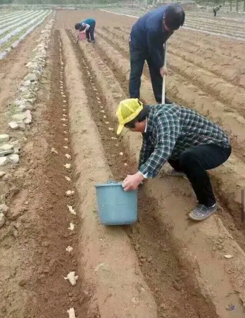 脱毒原种姜种【姜厂批发】大/二黄姜种/山农一号/提供技术