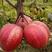 早红酥梨树苗。果肉鲜美。适合南北种植。成活率高