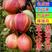 早红酥梨树苗。果肉鲜美。适合南北种植。成活率高