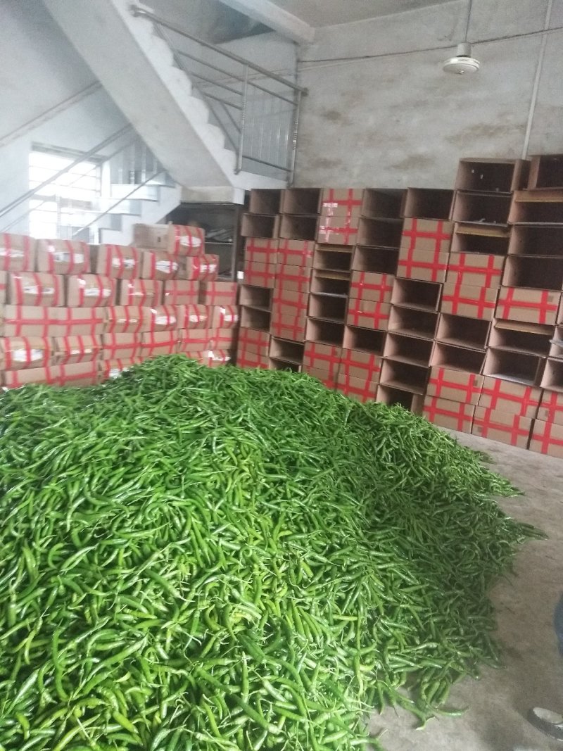 小米辣，精品辣椒，2，3，8号，提供各类产品的辣椒