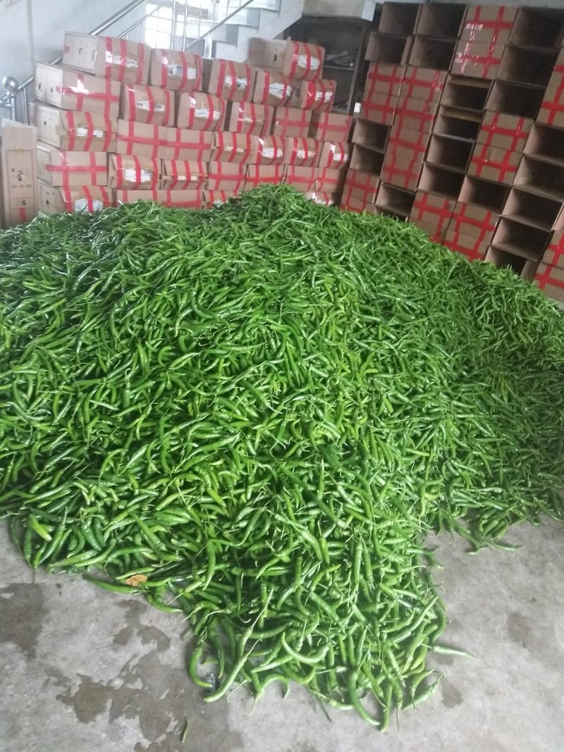 小米辣，精品辣椒，2，3，8号，提供各类产品的辣椒